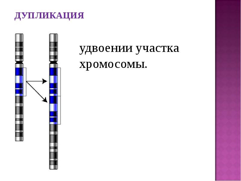 Удвоение участка хромосомы какая мутация. Дупликация участка хромосомы. Схема дупликации хромосом. Дубликация удвоенте участка хромосомы. Удвоение участка хромосомы (дупликация).