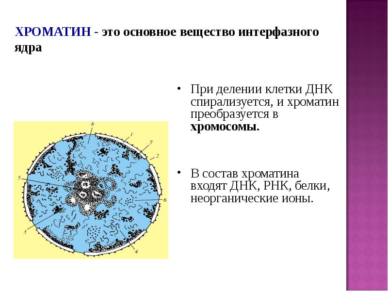 Для каких клеток характерен ядро