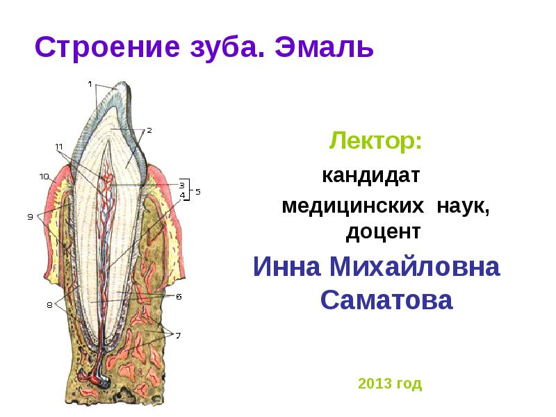 Строение зуба 7. Строение зуба. Строение эмали зуба. Строение эмали зуба человека. Строение зубов презентация.