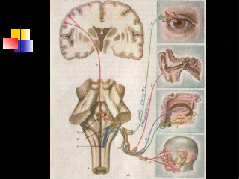 Черепно мозговые нервы неврология. 12 Пар черепных нервов. Кортико нуклеарный путь. ЧМН пути.