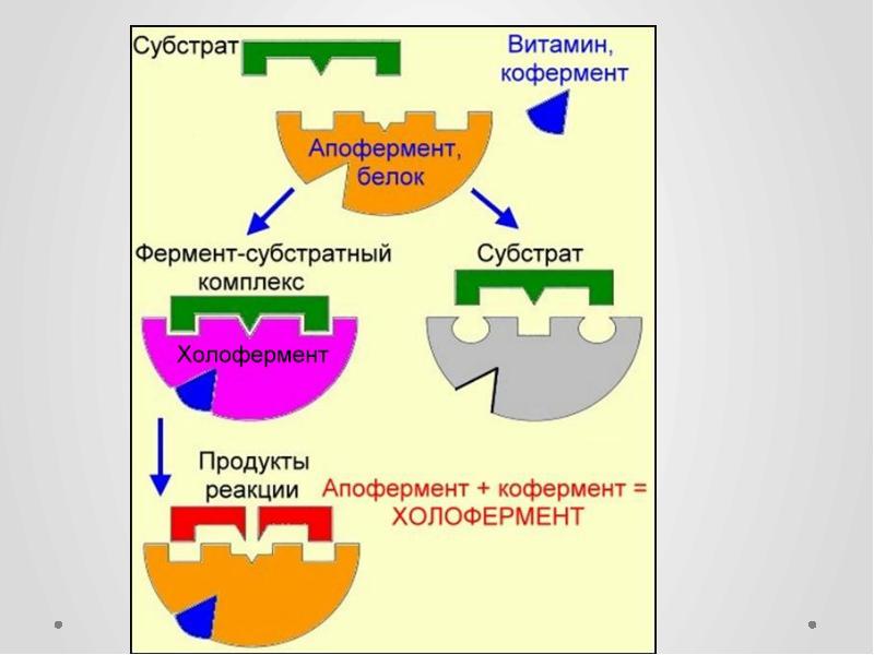 Строение фермента рисунок