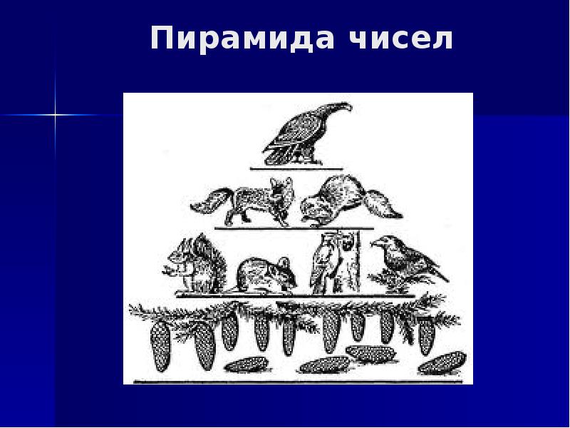 Пирамида чисел. Пирамида чисел фото. Экосистема Чернобыля. Экосистема бернды. Киви экосистема.