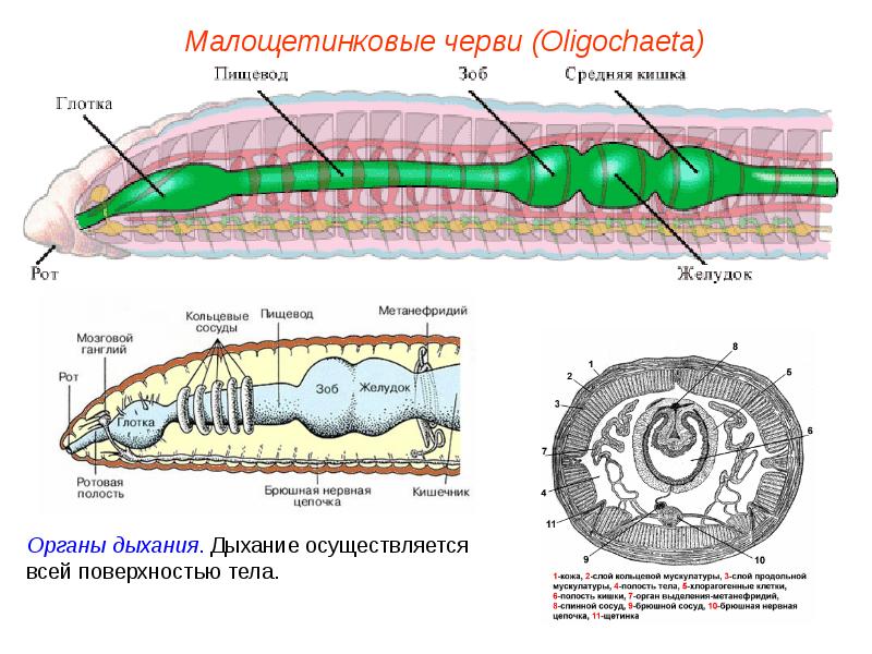 Кольчатые черви егэ презентация