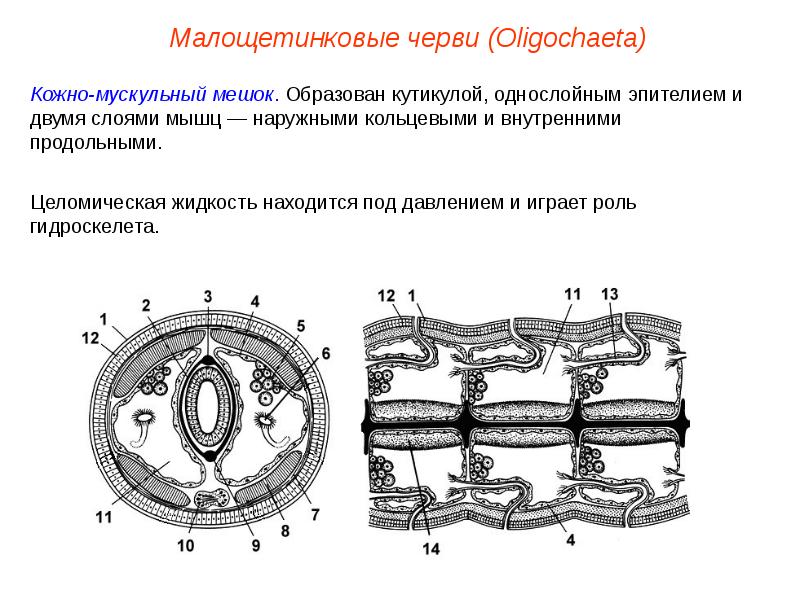 Строение кольчатого червя рисунок