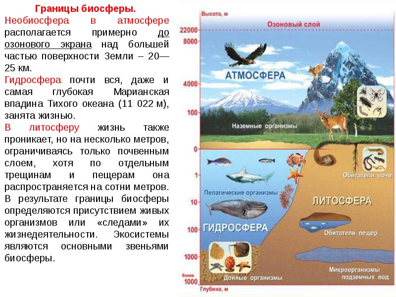 Презентация биосфера глобальная экосистема 11 класс биология