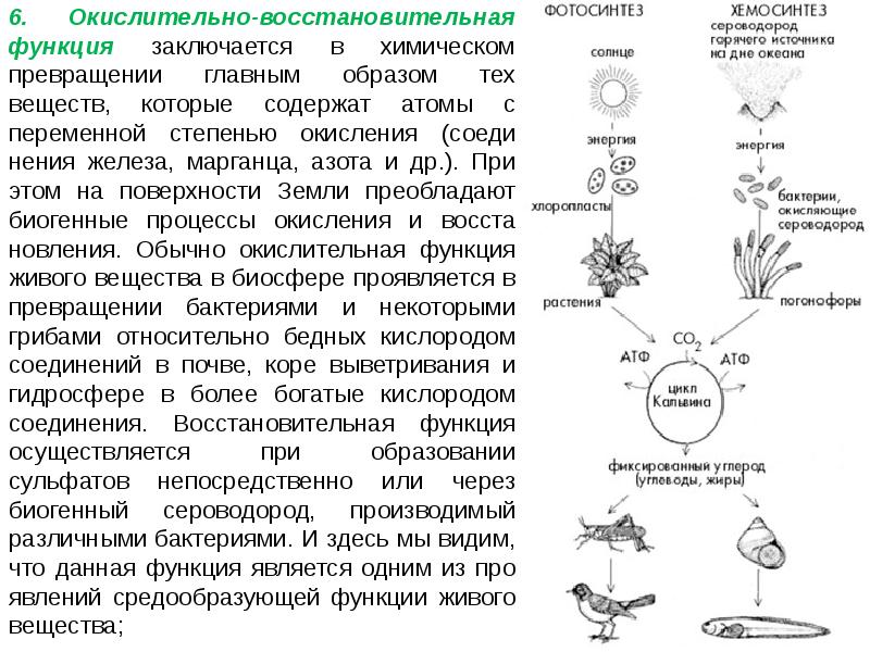 Кислород участвует в окислительно восстановительных. Окислительно-восстановительная функция живого вещества. Окислительно-восстановительная функция биосферы. Окислительно-восстановительная функция живого вещества в биосфере. Окислительно-восстановительная функция живого.