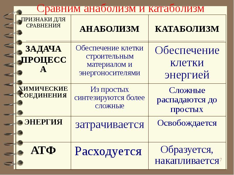 Ассимиляция и диссимиляция метаболизм 9 класс презентация