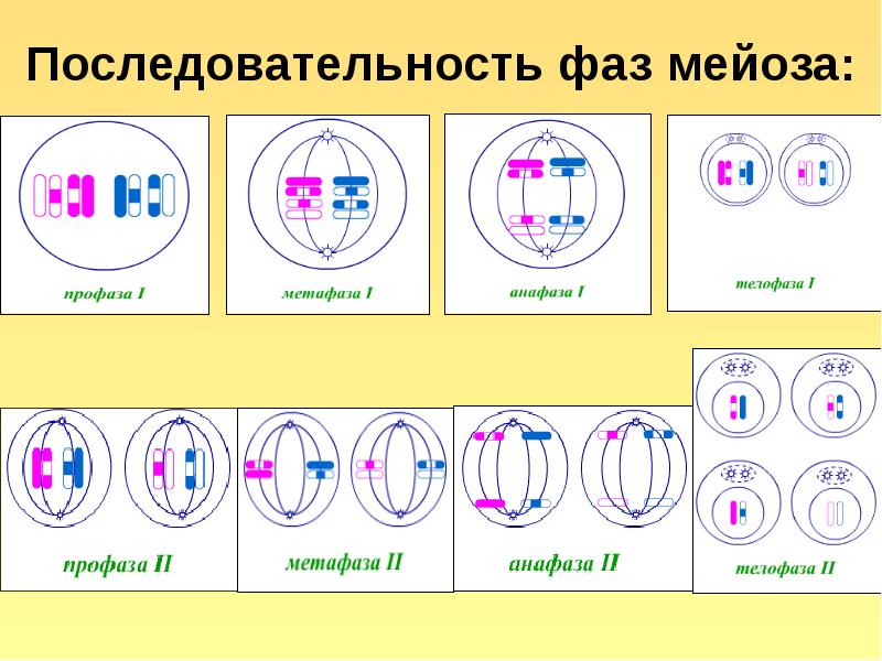 9 класс презентация мейоз