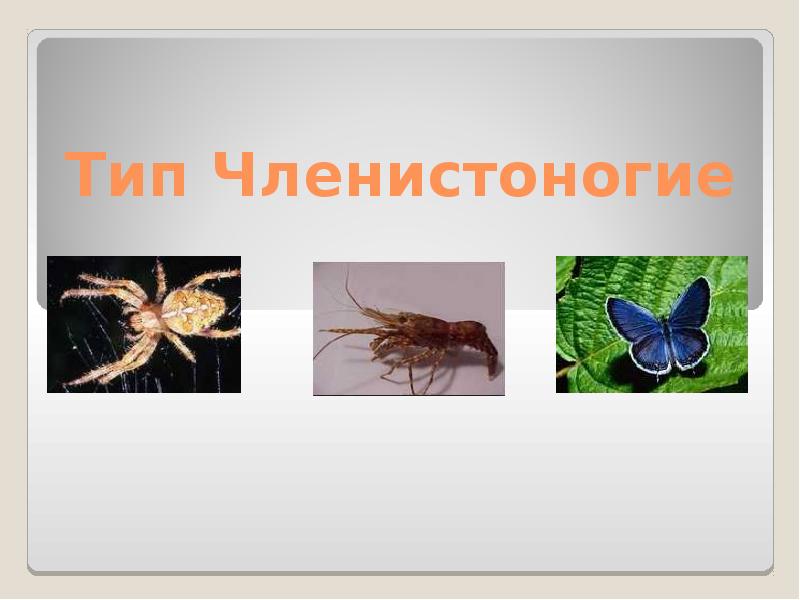 Тип членистоногие черви 3 примера. Членистоногие. членистоногие виды. типы членистоногих. членистоногие слайд.