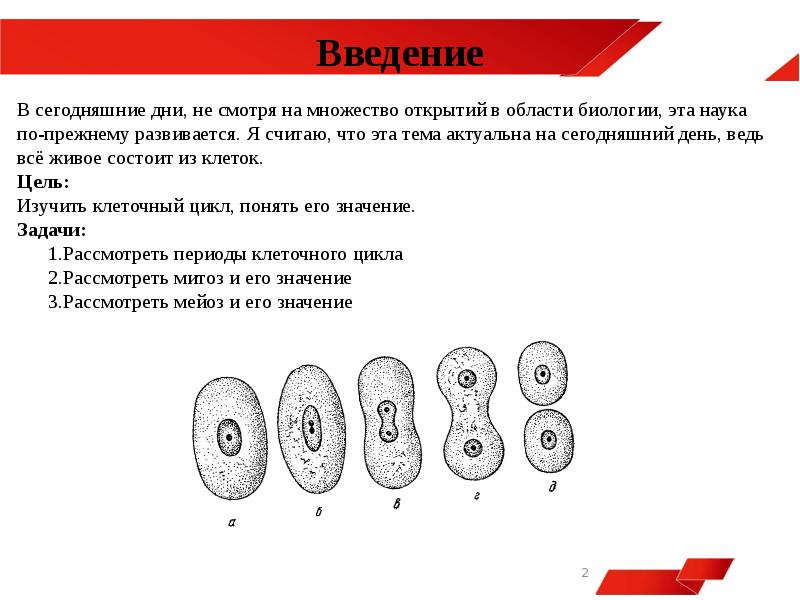 Тест клетки животных. Жизненный цикл клетки. Клеточный цикл.