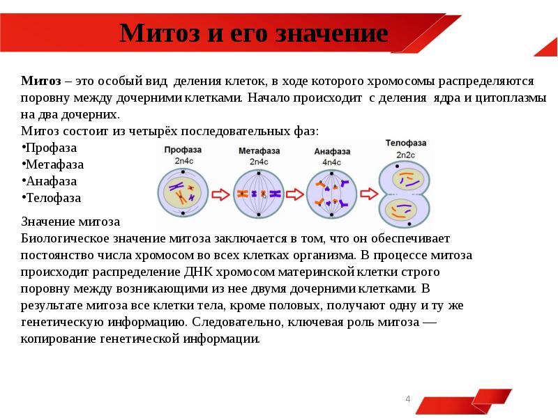 В результате деления образуются 4 дочерние клетки. Митоз клетки после деле. Митоз сколько набор хромосом в дочерних клетках. В результате митоза образуются 2 клетки с набором. Набор клетки после митоза.