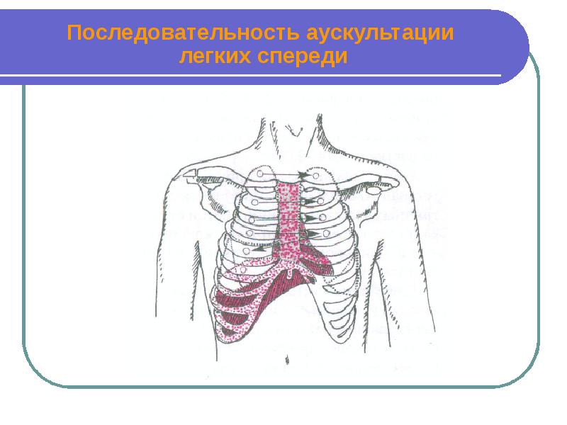 Аускультация сердца пропедевтика презентация