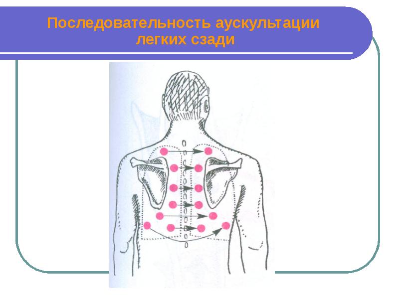 Аускультация сердца пропедевтика презентация