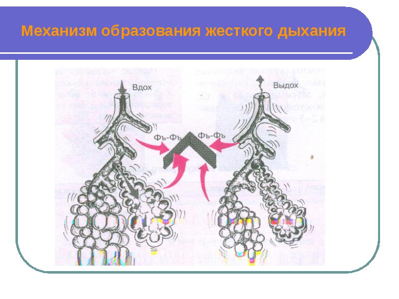 Дыхательная система пропедевтика детских болезней презентация