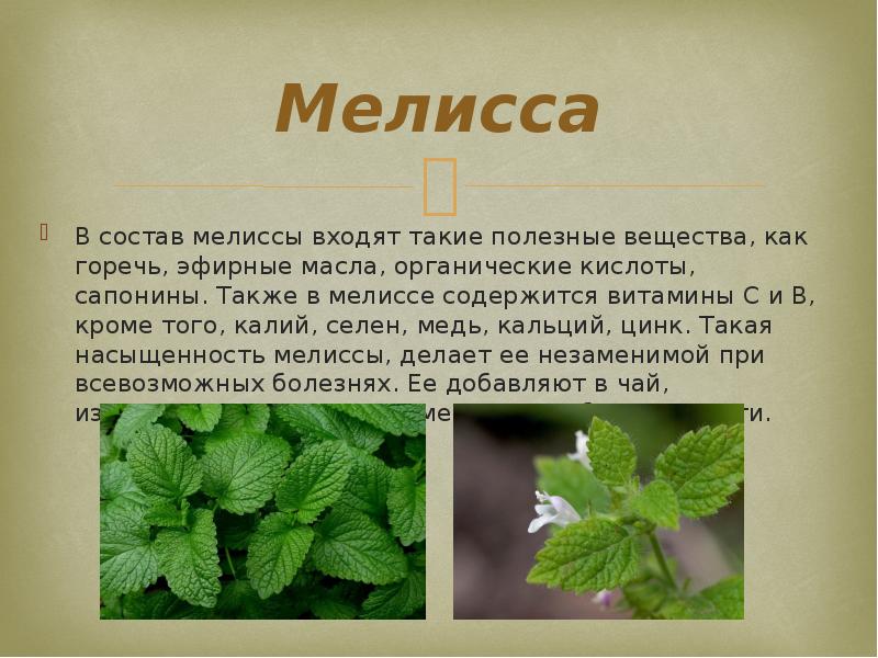 Растение мелисса фото и описание