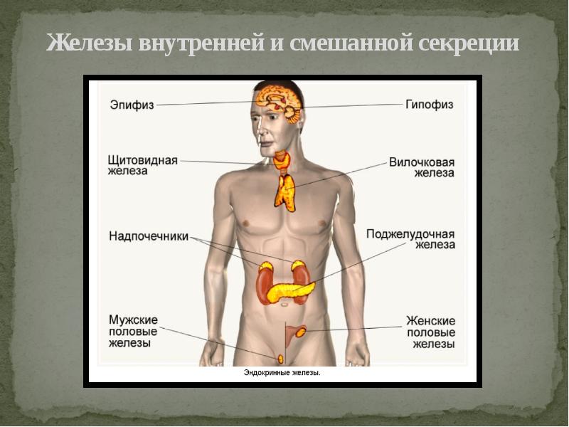 Презентация по биологии 8 класс эндокринная система человека