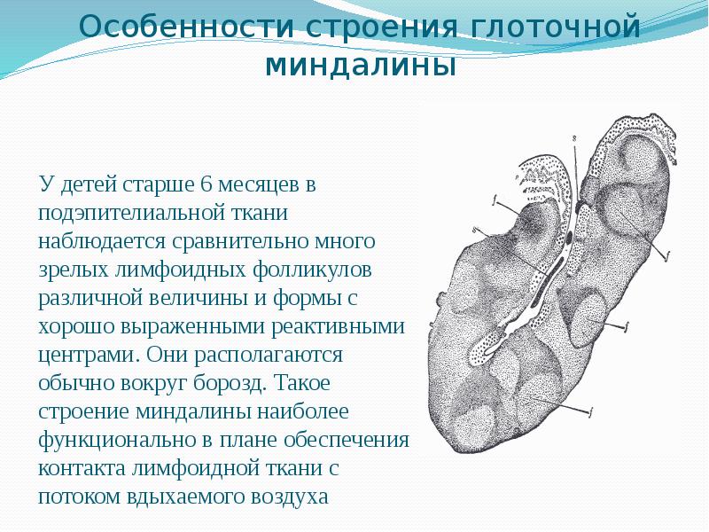 Гланды строение схема миндалины