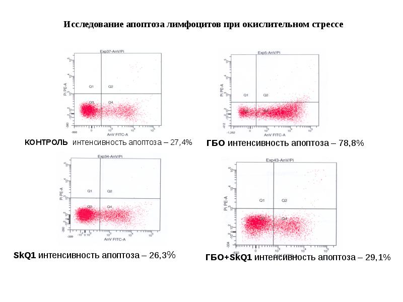 Исследование апоптоза лимфоцитов при окислительном стрессе