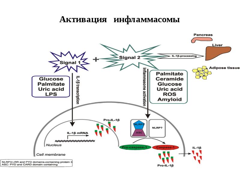 Активация  инфламмасомы
