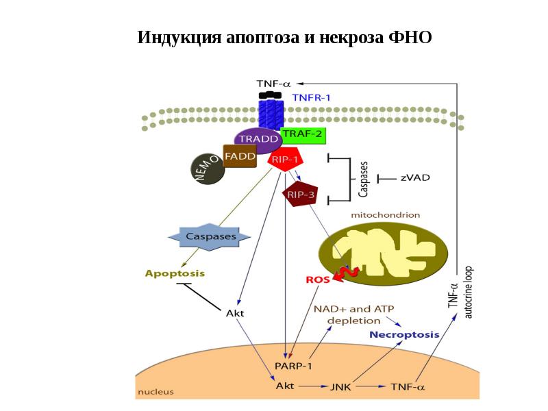 Индукция апоптоза и некроза ФНО