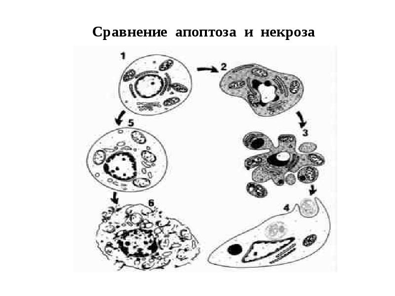 Сравнение апоптоза и некроза