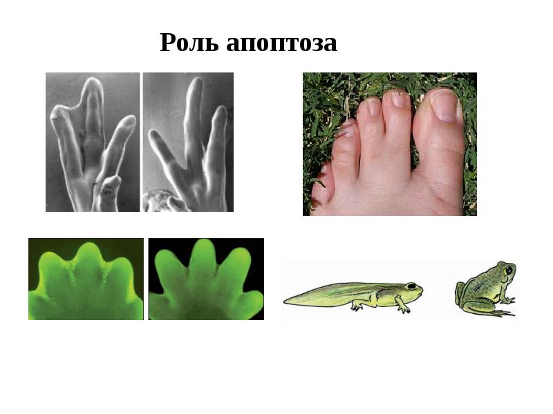 Роль апоптоза