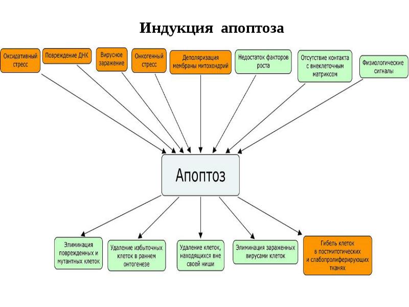 Индукция апоптоза