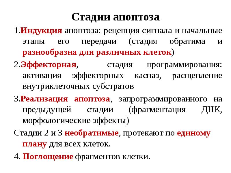 Стадии апоптоза 1.Индукция апоптоза: рецепция сигнала и начальные этапы его передачи