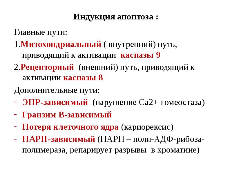 Индукция апоптоза : Главные пути: 1.Митохондриальный ( внутренний) путь, приводящий к