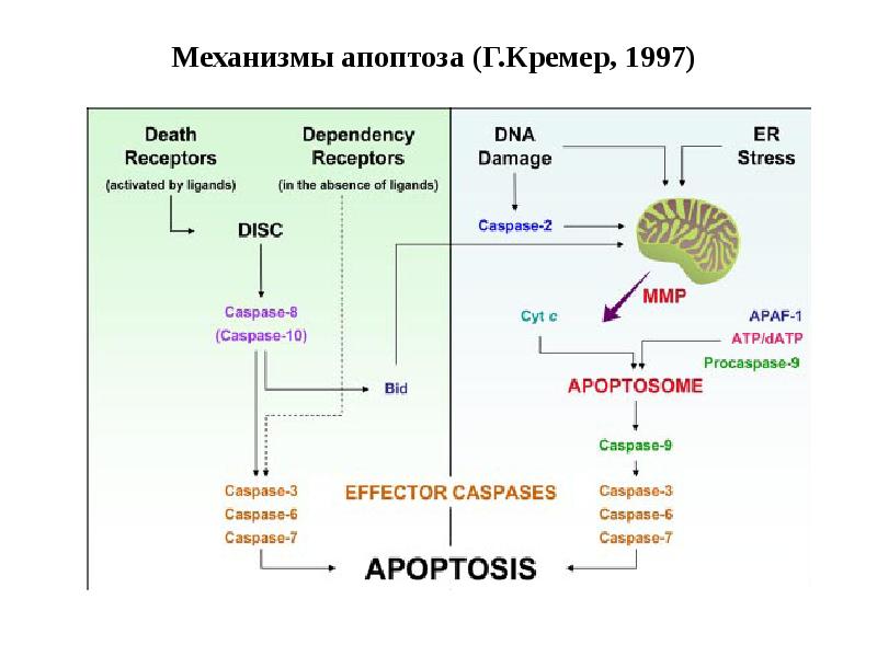 Механизмы апоптоза (Г.Кремер, 1997)