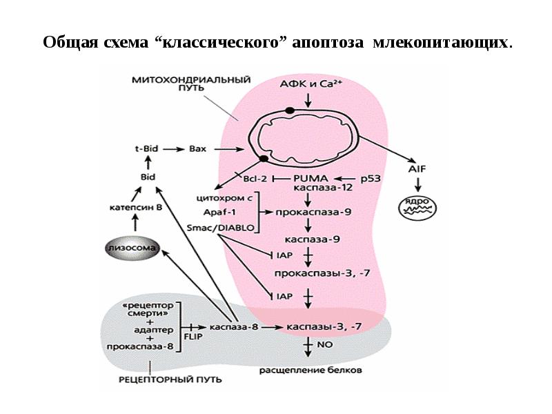 Общая схема “классического” апоптоза млекопитающих.