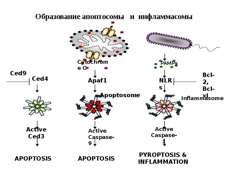 Образование апоптосомы  и инфламмасомы