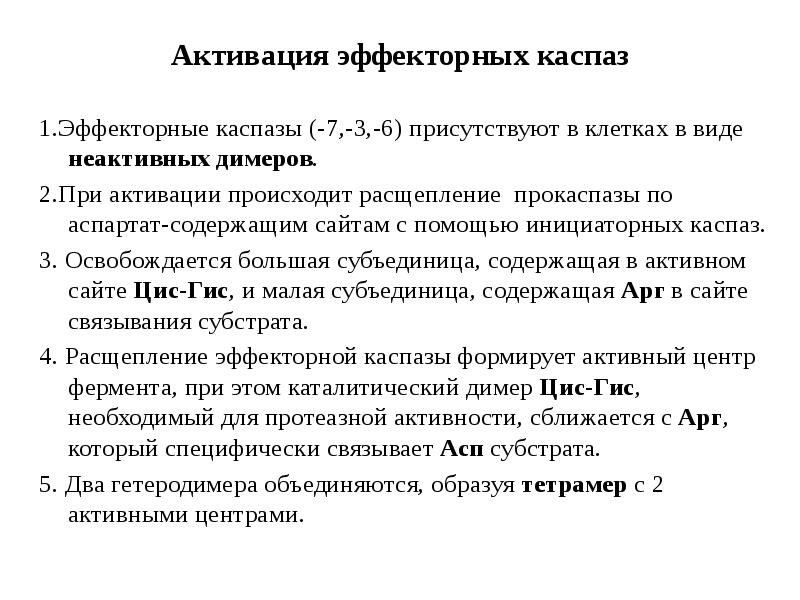 Активация эффекторных каспаз 1.Эффекторные каспазы (-7,-3,-6) присутствуют в клетках в виде