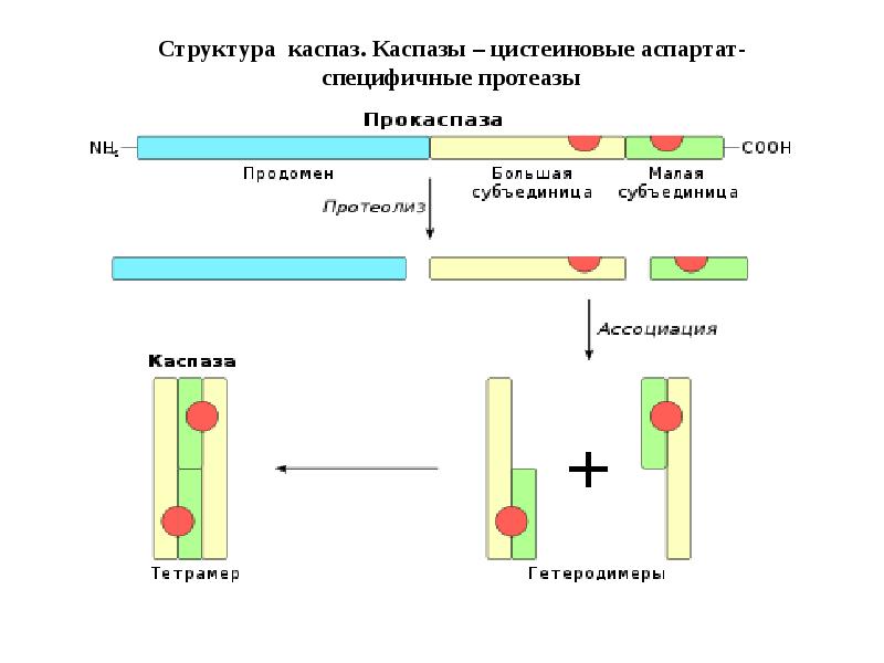 Структура каспаз. Каспазы – цистеиновые аспартат-специфичные протеазы
