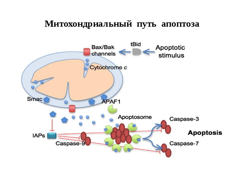 Митохондриальный путь апоптоза