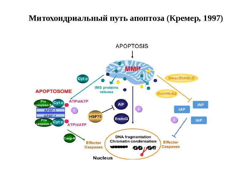 Митохондриальный путь апоптоза (Кремер, 1997)