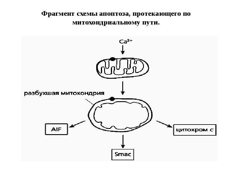 Митохондриальная теория старения презентация