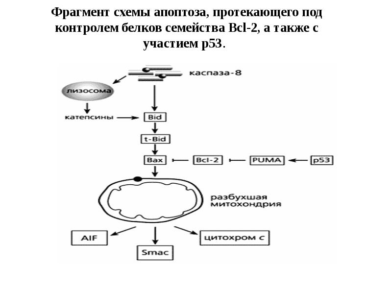 Фрагмент схемы апоптоза, протекающего под контролем белков семейства Bcl-2, а также