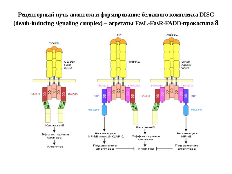 Рецепторный путь апоптоза и формирование белкового комплекса DISC (death-inducing signaling complex)