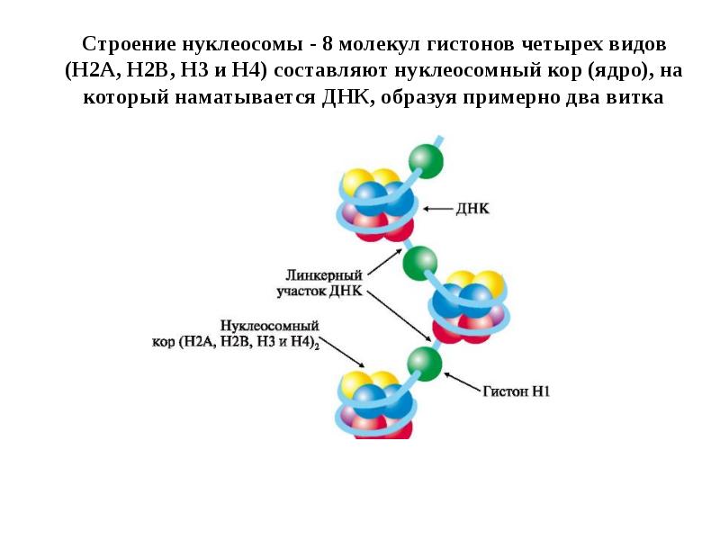 Строение нуклеосомы - 8 молекул гистонов четырех видов (Н2А, Н2В, Н3