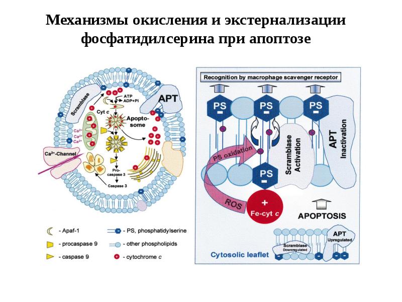 Механизмы окисления и экстернализации фосфатидилсерина при апоптозе