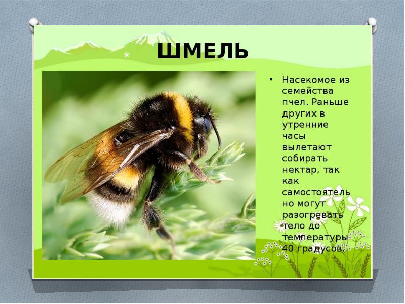 Шмель по английски. Описание шмеля 2 класс. Шмель описание. Сообщение о Шмеле. Шмель презентация.