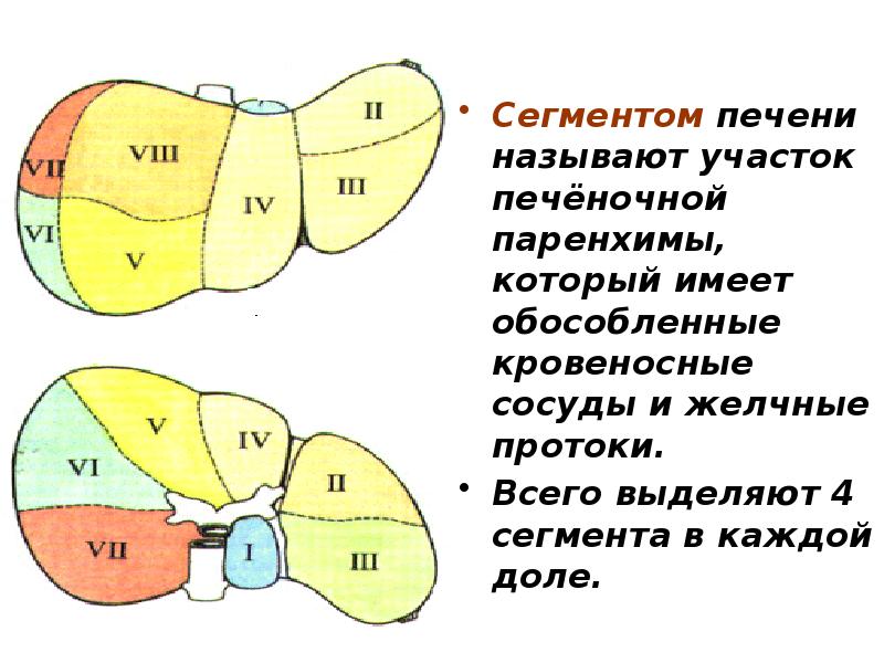 Анатомия и физиология печени презентация