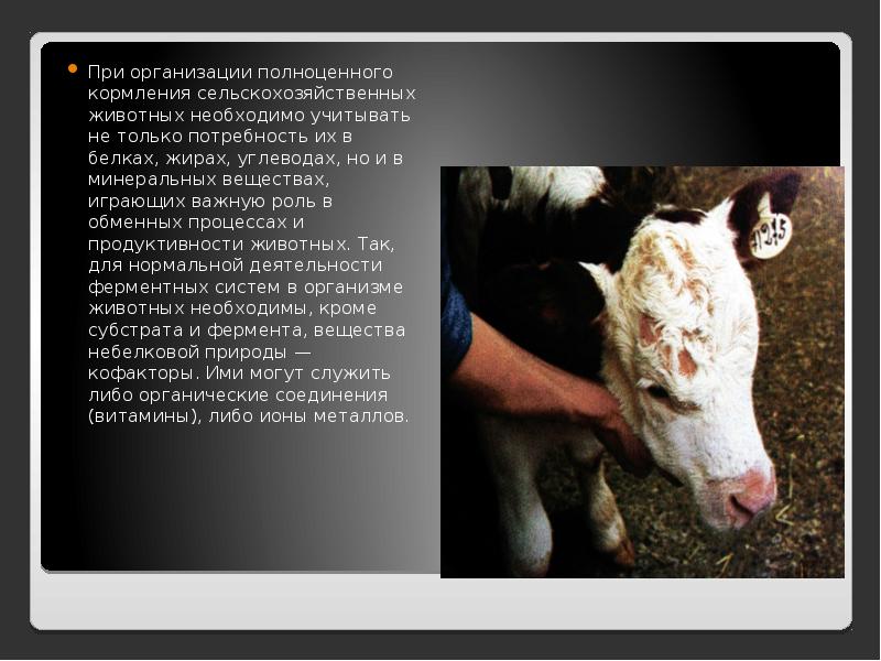 Значение полноценного кормления животных. Кормление и содержание животных. Значение полноценного кормления животных. Значение полноценного кормления животных. Основы нормированного кормления сельскохозяйственных животных.