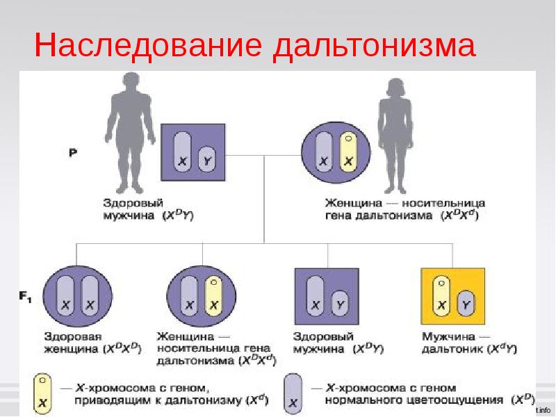 Какие заболевания сцеплены с полом схема