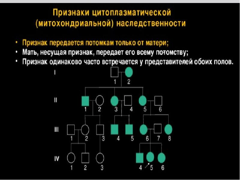 Презентация генетика пола наследование сцепленное с полом наследование