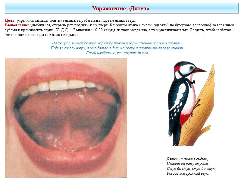 Артикуляционная гимнастика дятел в картинках