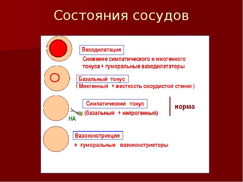 Состояние сосудистой стенки в норме