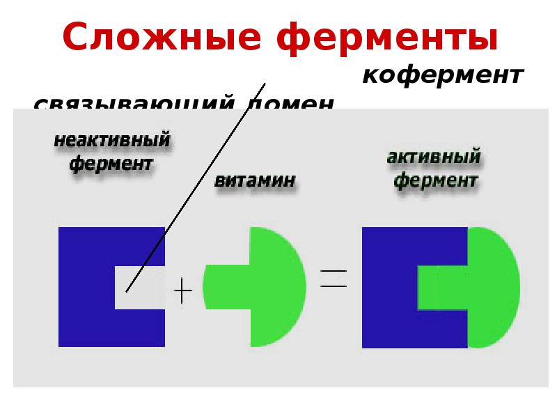 Строение фермента схема