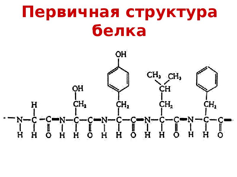 Методы определения первичной структуры белков